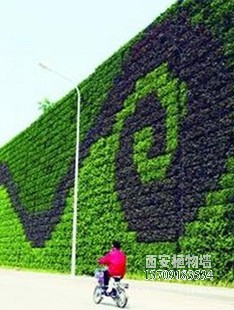 室内植物墙 室内植物墙